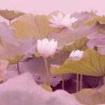 Contemporary Lotus Acrylic Ceiling Light